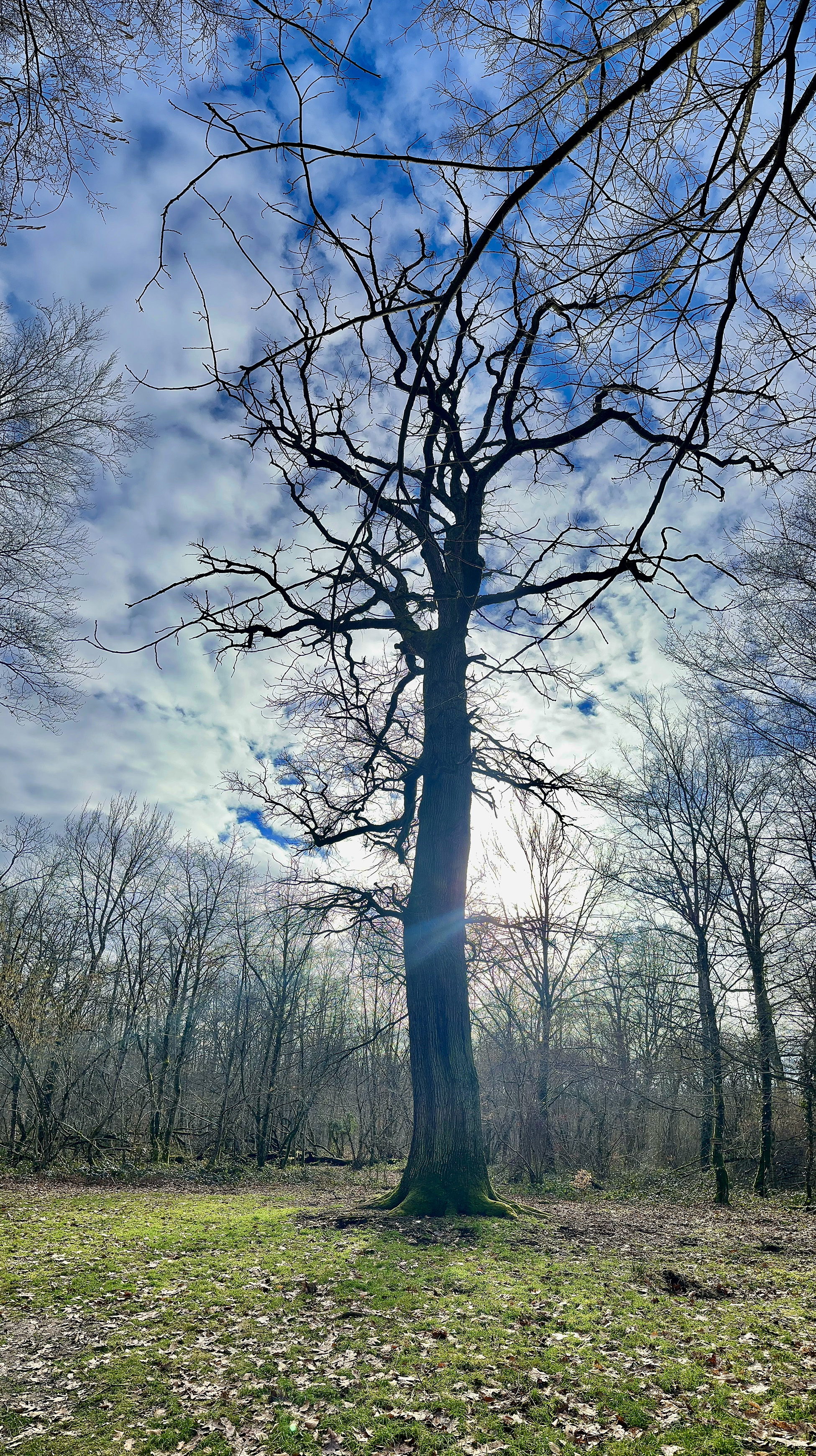 The sun is shining out of a blue sky with a few white clouds from behind the tree. The grass on the clearing is green and the earth still wet from a lot of rain which came down the last few days. In the background are a whole lot of trees forming a circle around the clearing and said tree. It's a vertical panoramic shot.